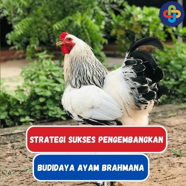 Strategi Sukses Mengembangkan Bisnis Budidaya Ayam Brahmana