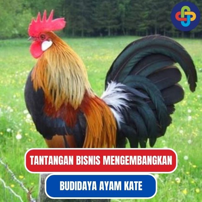 Tantangan-Tantangan dalam Bisnis Budidaya Ayam Kate