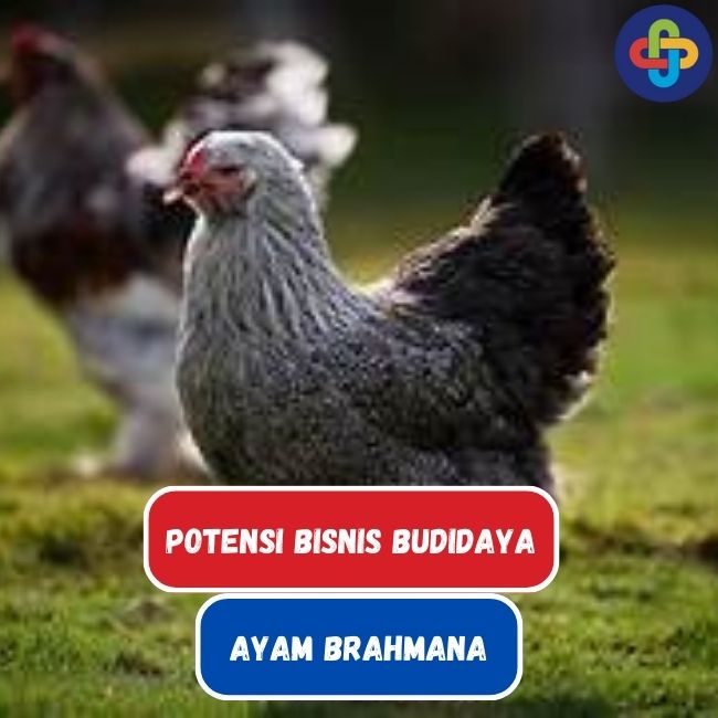 Ayam Brahmana: Potensi dan Tantangan Bisnis Budidaya