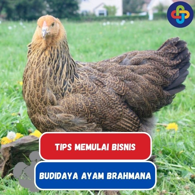 Memulai Bisnis Budidaya Ayam Brahmana Hingga Sukses