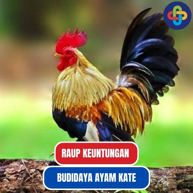 Raup Untung Melalui Budidaya Ayam Kate: Panduan Lengkap